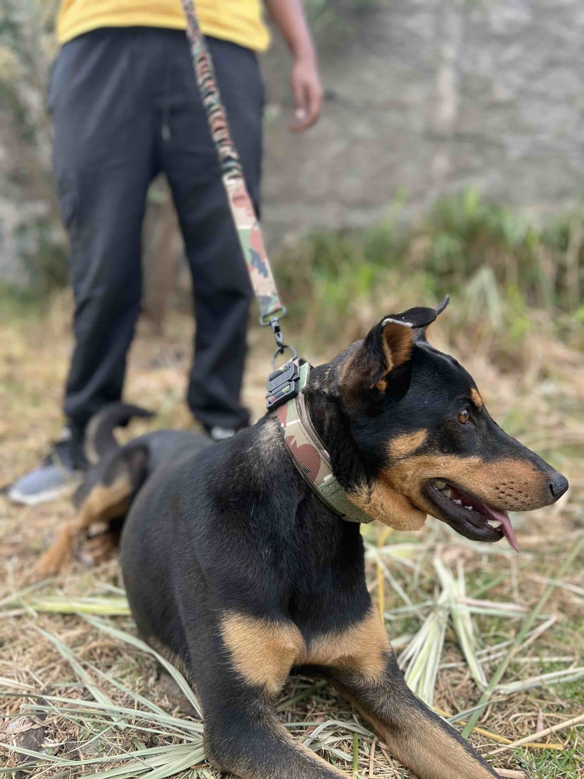 Dog leash with collar