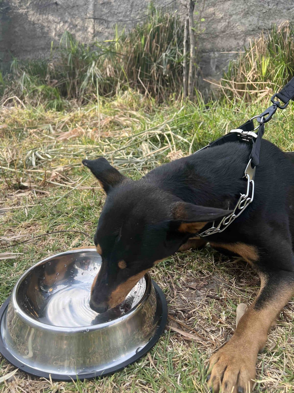 Dog plates