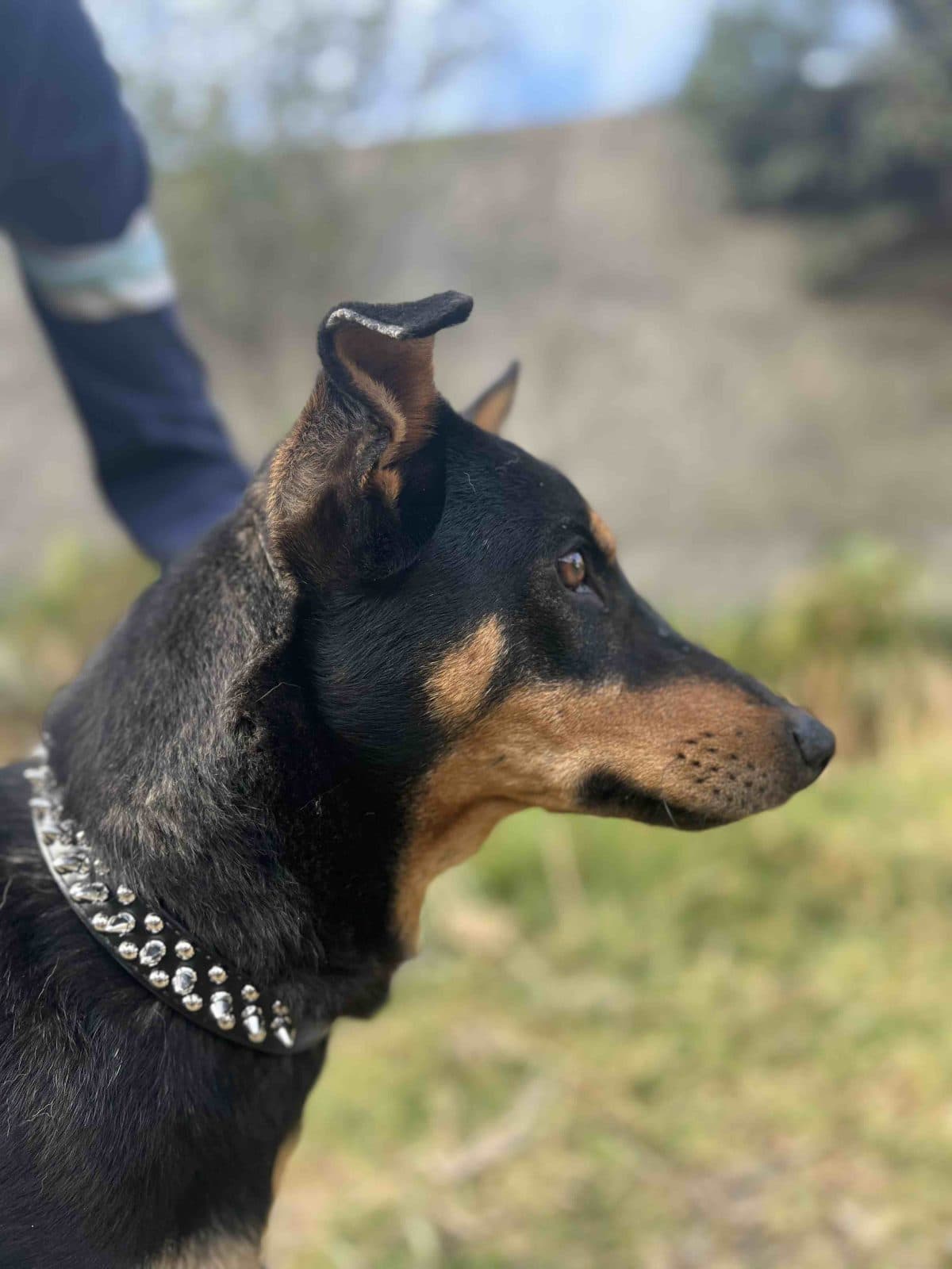 Dog collar